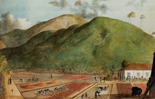 La culture du café à l’île Bourbon. Aquarelle attribuée à J.J. Pattu de Rosemont, début du XIXe siècle
